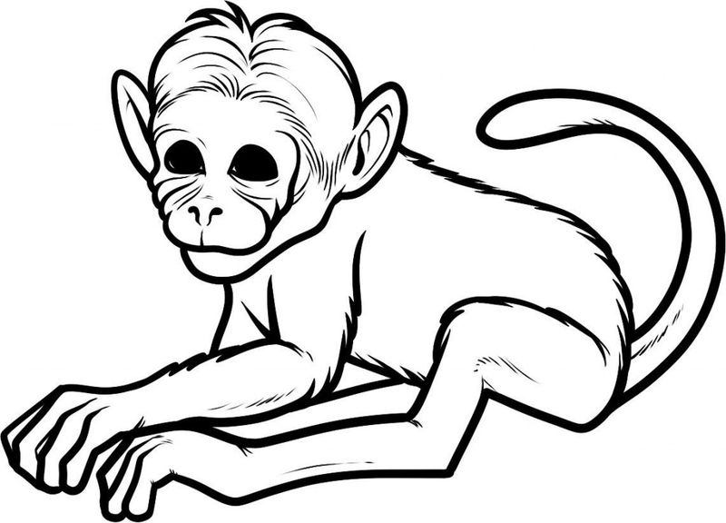 Tổng hợp tranh tô màu con khỉ ngộ nghĩnh cho bé  Trung Cấp Nghề Thương Mại  Du Lịch Thanh Hoá