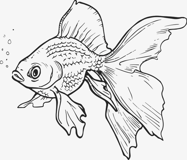 Chia Sẻ Hơn 59 Vẽ Cách Điệu Con Cá Ch Điệu Cá (Tips Refill Màu Trắng)