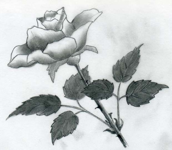 Cách vẽ hoa hồng bằng bút chì tuyệt đẹp, mẫu vẽ hoa hồng bằng bút chì